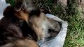 El perro fue agredido, abandonado y murió.