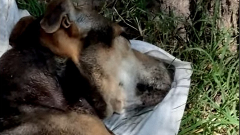 El perro fue agredido, abandonado y murió.