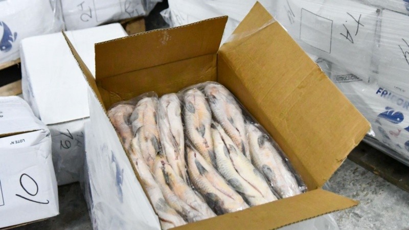 La veda prohíbe el acopio para exportación pero la pesca para consumo local está permitida.