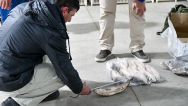 La veda prohíbe el acopio para exportación pero la pesca para consumo local está permitida.