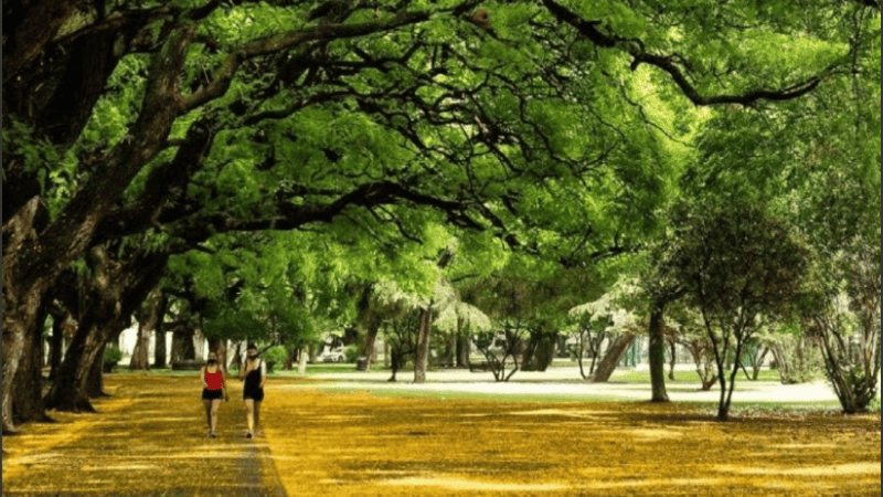 Se trata de un insecto llamado científicamente Cephisus siccifolius, más conocido como “chicharrita de la espuma”.