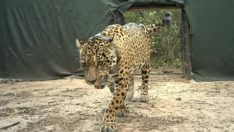 Denuncian que mataron a Acaí, una hembra de yaguareté que había sido liberada en El Impenetrable chaqueño el mes pasado.