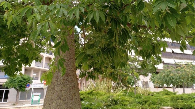 El palo borracho, un árbol presente en numerosos lugares de la ciudad: se pueden usar sus hojas y espinas.