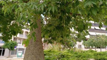 El palo borracho, un árbol presente en numerosos lugares de la ciudad: se pueden usar sus hojas y espinas.