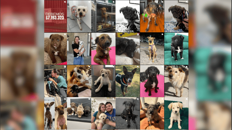 “En este último tiempo, tuvimos a trece perros internados, por eso se nos generó esta deuda”, explicaron.