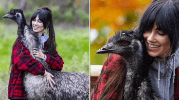 El huevo eclosionó y nació EJ, que significa Emu Jonathan, pero es hembra.