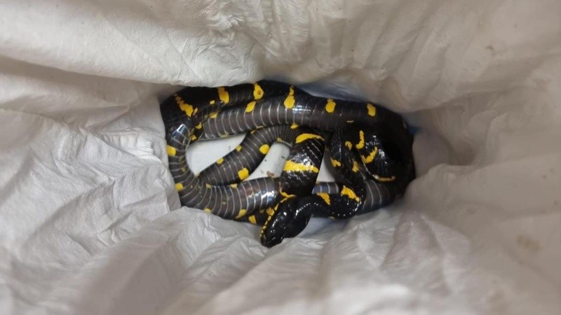 Las autoridades estiman que los animales tienen un valor de decenas de miles de dólares.