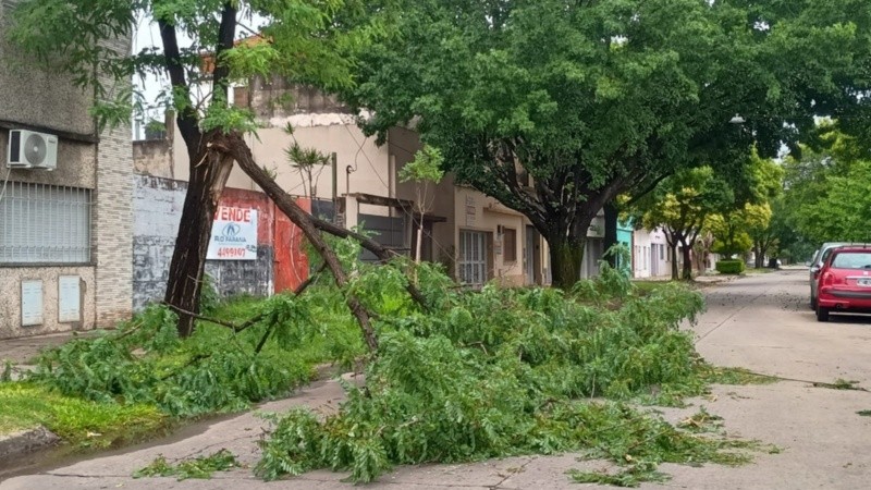 Ramas caídas sobre calle Gaboto.