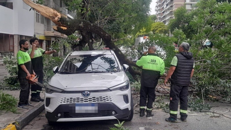 Rama de un árbol caída sobre un auto.