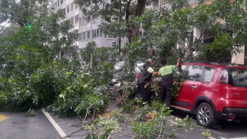 Rama de un árbol caída sobre un auto.