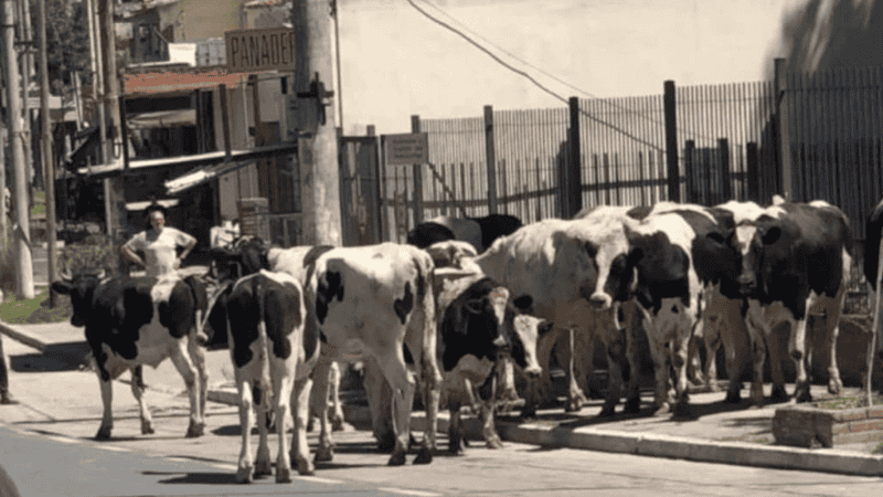 Los animales terminaron refugiados en el patio de un hotel.