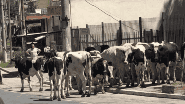 Los animales terminaron refugiados en el patio de un hotel.