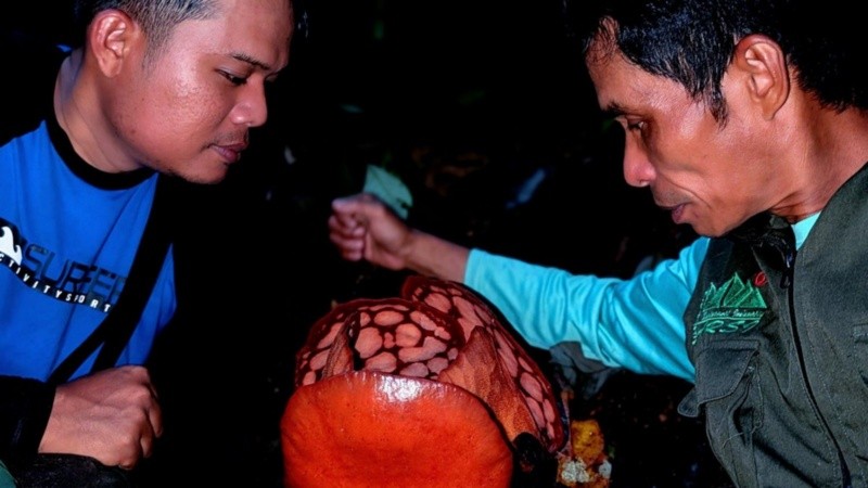 La Rafflesia está en peligro debido a la destrucción de su hábitat.