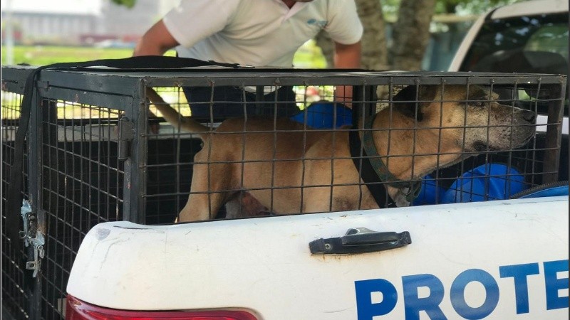 El perro se encontraba en el patio atado a la intemperie y con afecciones de salud e higiene.