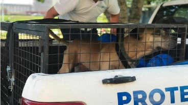 El perro se encontraba en el patio atado a la intemperie y con afecciones de salud e higiene.