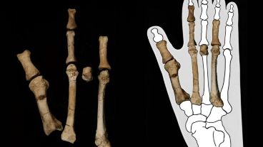 El descubrimiento del pie de Burtele desconcertó a los científicos al principio.