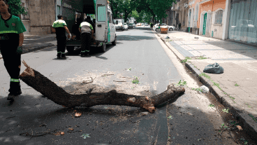La mayoría de los reclamos fue por la caída de árboles en la vía pública.