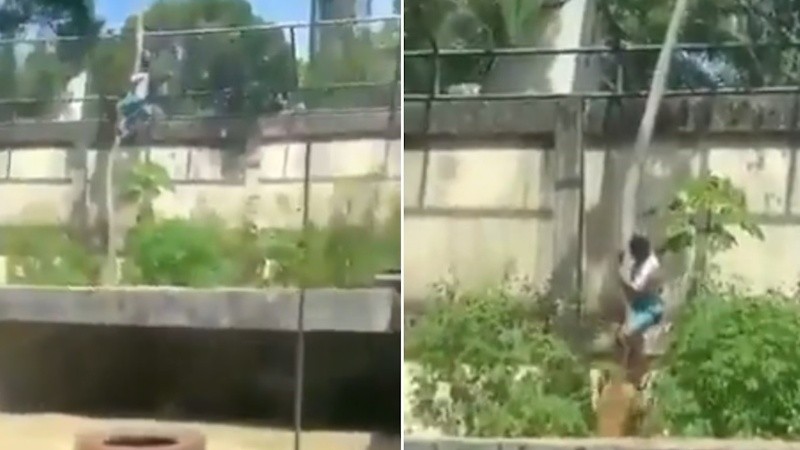 El momento en que el joven se desliza por el tronco del árbol mientras la leona lo mira desde abajo.