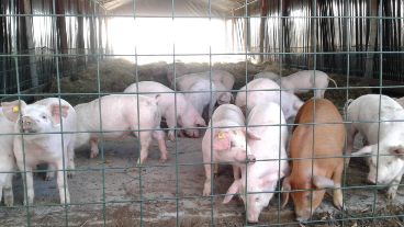 La prevención es la única forma de detener la diseminación de la peste porcina africana.