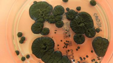 Este hongo radiotrófico convierte los rayos gamma en energía química.