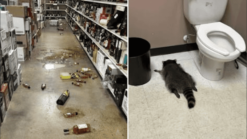 El incidente generó risas y comentarios en las redes sociales.