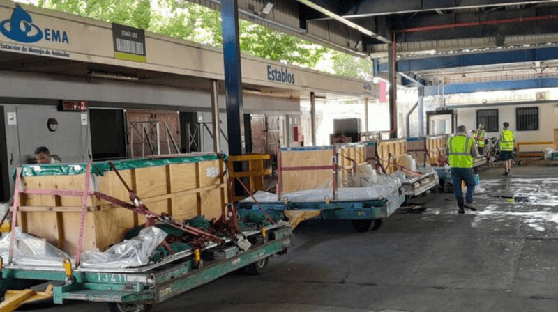 &nbsp;&nbsp;Así fue el viaje a Egipto de los 10 delfines que estaban en el Aquarium de Mar del Plata.