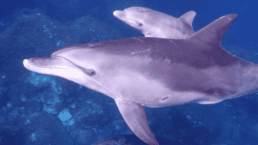 Los 10 delfines que permanecían en instalaciones donde hasta hace ocho meses funcionó el Aquarium Mar del Plata fueron a parar a orillas del Mar Rojo.