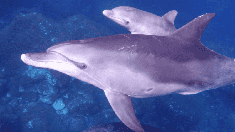 Los 10 delfines que permanecían en instalaciones donde hasta hace ocho meses funcionó el Aquarium Mar del Plata fueron a parar a orillas del Mar Rojo.