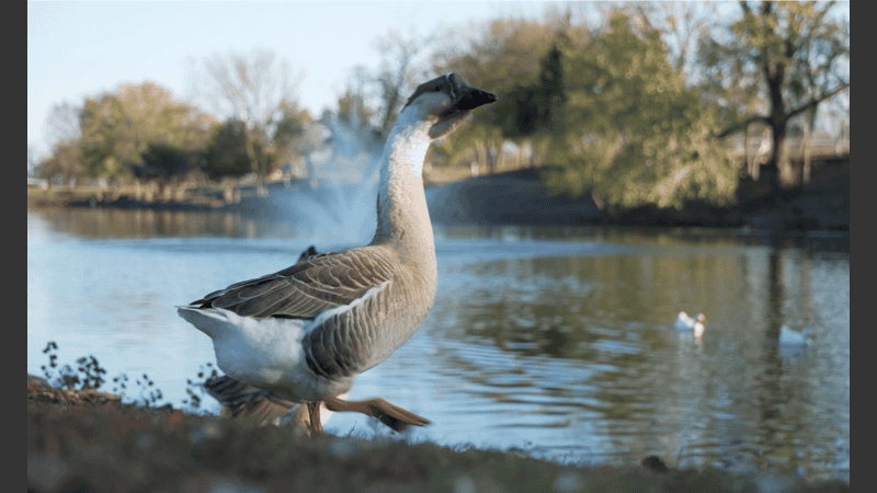 La mujer de “pequeña estatura” finalmente fue encontrada por una pareja en el parque.