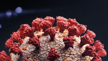 Se trata de una pieza activa que es básica en el proceso de infección.