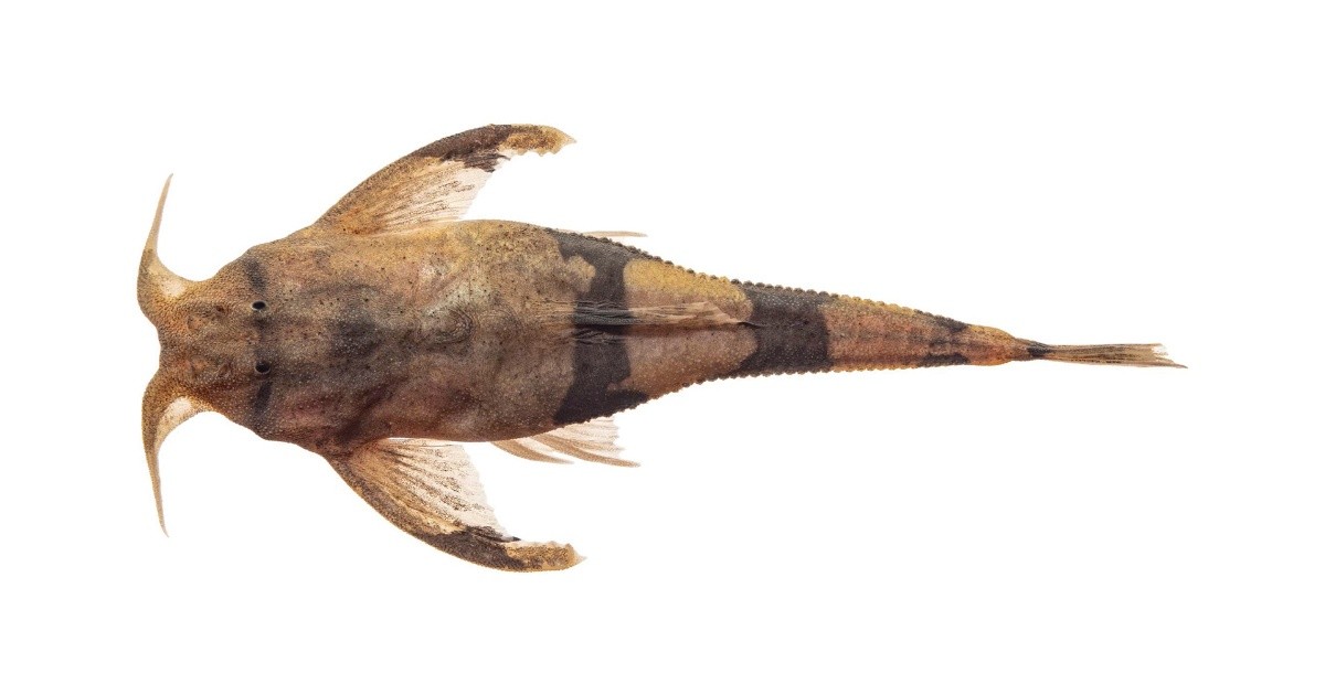 Descubren una nueva especie de bagre en la cuenca del río Bermejo ...