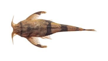 Bagre banjo del género Ernstichthys.