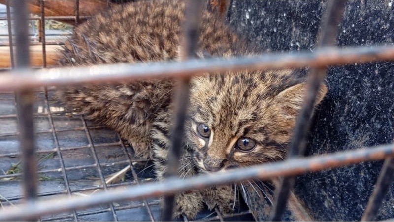  El gato tras ser rescatado.