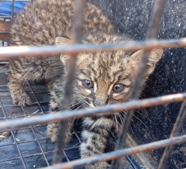 El gatito montés fue rescatado por la Policía.