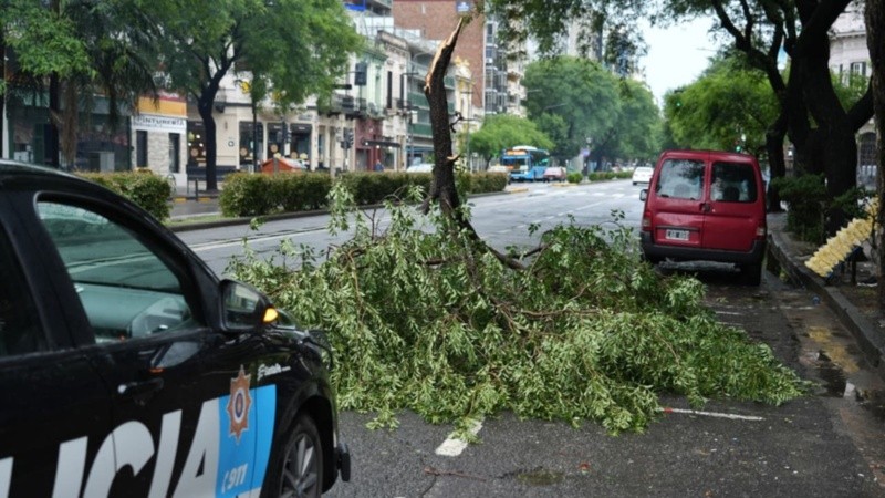 Rama caída en Pellegrini al 1600.