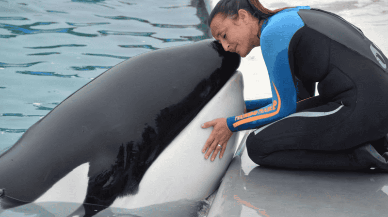  La historia de Kshamenk se remonta a febrero de 1992, cuando un alerta llegó a los rescatistas de Mundo Marino. 