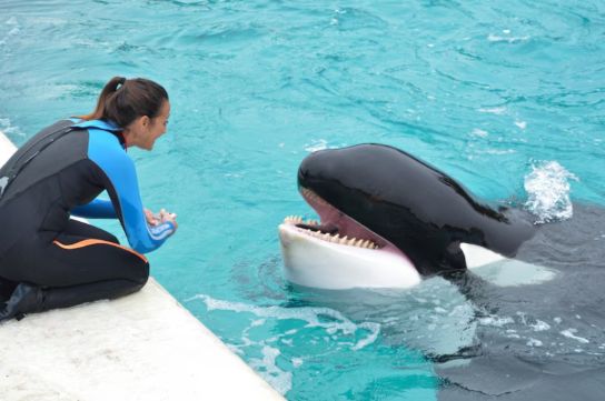 Este domingo murió Kshamenk, la única orca que permanecía en cautiverio en toda Sudamérica.