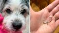 Un perro se tragó un anzuelo mientras lo paseaban en el parque España.