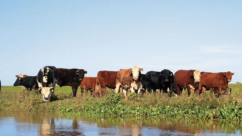 Una de las hipótesis es que los animales podrían haber sido sacados aprovechando el bajo caudal del río Salado