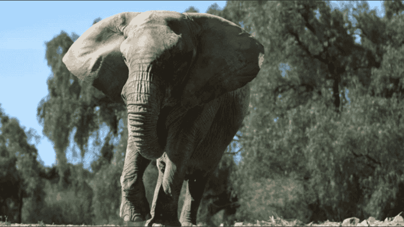 La elefanta africana había sido protagonista de un histórico operativo que puso fin al cautiverio de elefantes en el país.