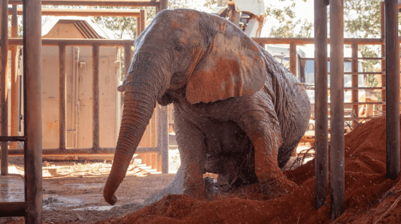 La elefanta africana había sido protagonista de un histórico operativo que puso fin al cautiverio de elefantes en el país.&nbsp;