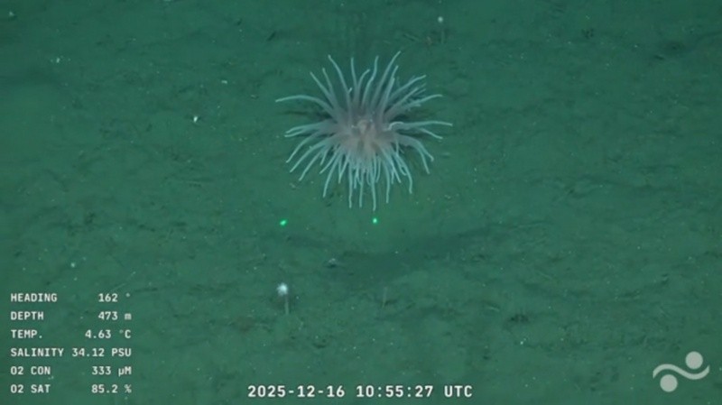 &nbsp;Los investigadores pudieron observar una notable variedad de anémonas.