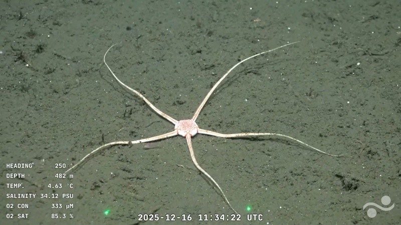 &nbsp;Durante la transmisión también aparecieron estrellas de mar.