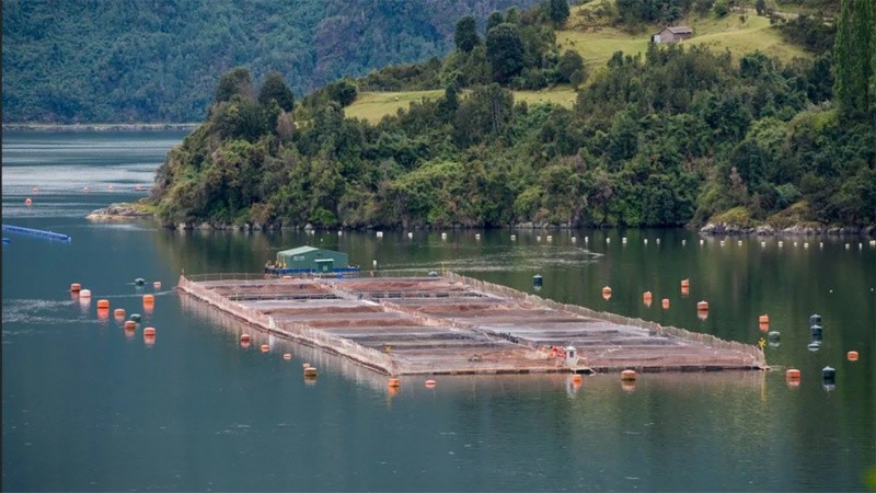 &nbsp;Los criadores de salmón que estaban prohibidos en Tierra del Fuego.