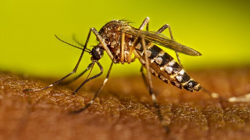 La circulación del virus en varios países de la región así como el aumento estacional de la actividad del mosquito Aedes aegypti en distintas provincias del país, exigen reforzar medidas de prevención en pos de evitar la introducción y propagación de eventos importados.