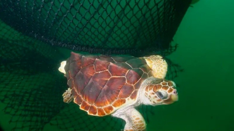 Un ejemplar escapa de una red de pesca a través de un dispositivo excluidor de tortugas. (NOAA)