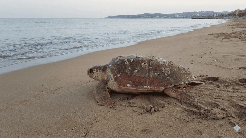 El avance de la anidación en el Mediterráneo español se lee como una señal del cambio climático.