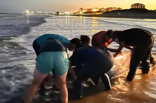 Un zifio en San Clemente.