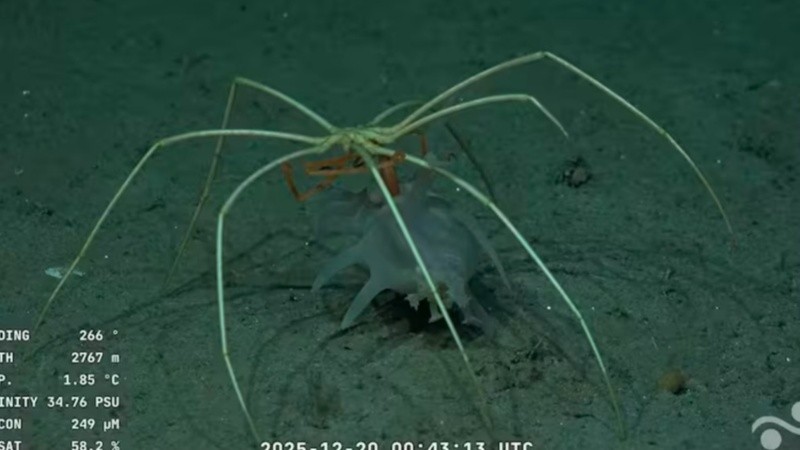 La transmisión revela los secretos mejor guardados de las profundidades.