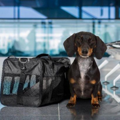 La norma aplica a mascotas generales.